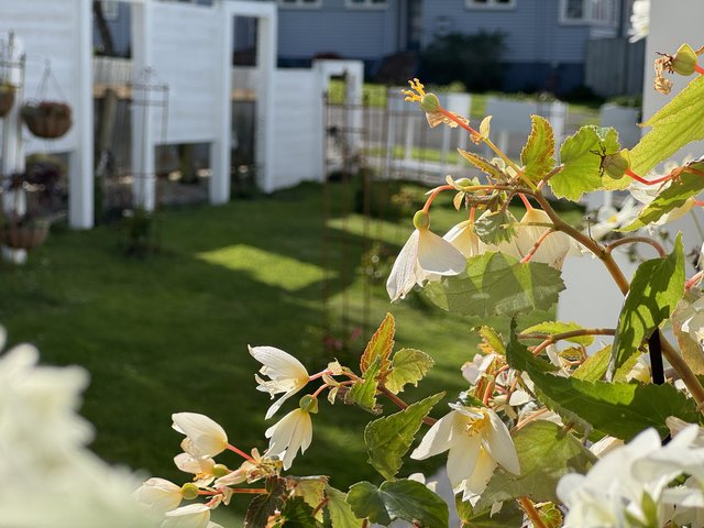 White Oasis